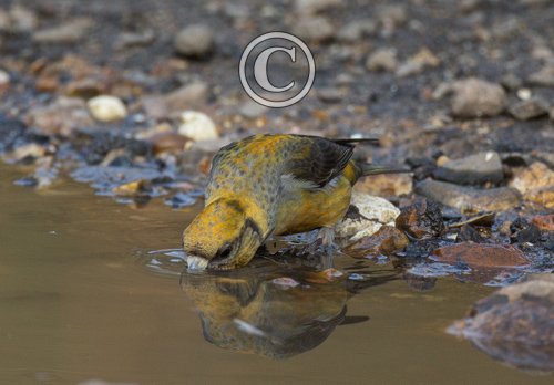 Female Crossbill  DM17882